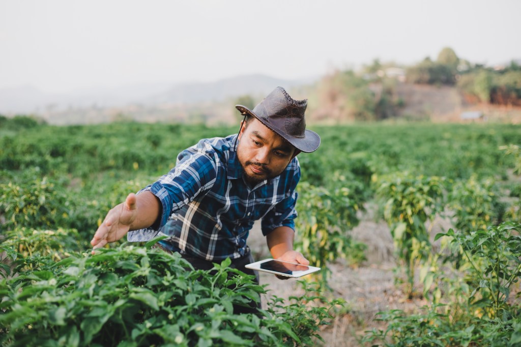 Homem no campo tocando em plantação